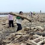 Gelondongan Kayu Banjir. (Foto: Google).